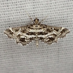 Diasemiopsis leodocusalis