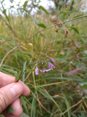 Solanum dulcamara