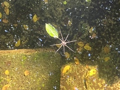 Dolomedes triton