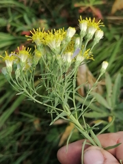Galatella hauptii