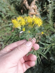 Galatella hauptii