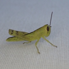 Schistocerca americana
