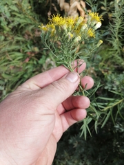 Galatella hauptii