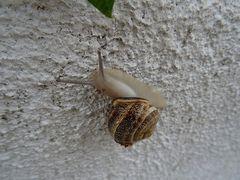 Otala lactea