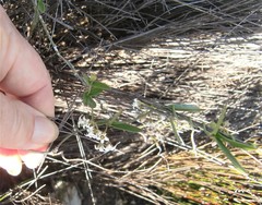 Astephanus triflorus