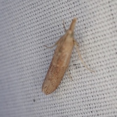 Macrorrhinia endonephele