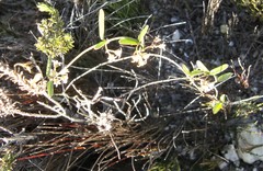 Astephanus triflorus