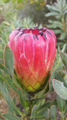 Protea burchellii × laurifolia
