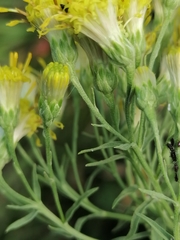 Galatella hauptii