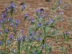 Medicago sativa