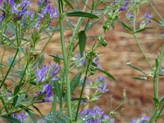 Medicago sativa