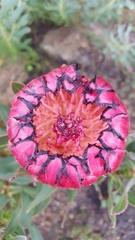 Protea burchellii × laurifolia