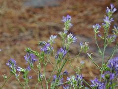 Medicago sativa