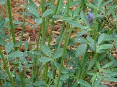 Medicago sativa