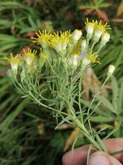 Galatella hauptii