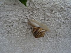 Otala lactea