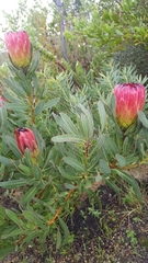 Protea burchellii × laurifolia