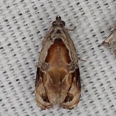 Zomaria interruptolineana