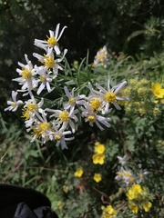 Galatella hauptii