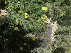Galatella hauptii