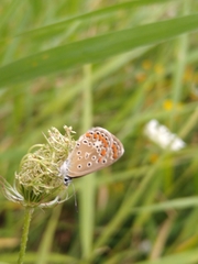 Polyommatus icarus