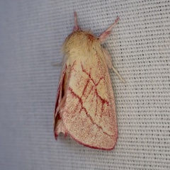 Hyparpax aurora