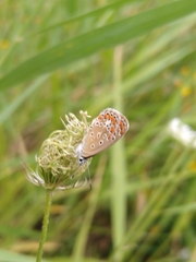 Polyommatus icarus