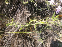Astephanus triflorus