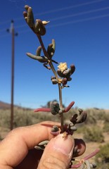 Lampranthus uniflorus