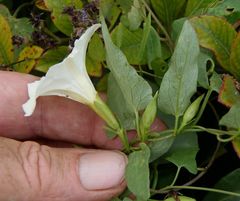Calystegia felix