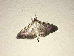 Cydalima perspectalis