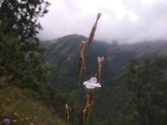 Dianthus cretaceus