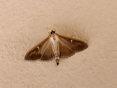 Cydalima perspectalis