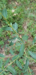 Phytomyza vomitoriae