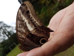 Caligo oileus scamander