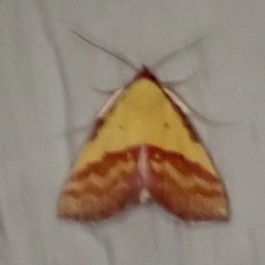 Phytometra rhodarialis