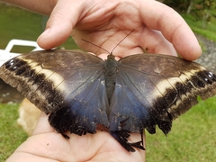 Caligo oileus scamander