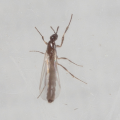 Psectrosciara