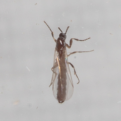 Psectrosciara