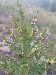 Lespedeza juncea