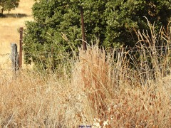 Lavandula pedunculata