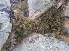 Selaginella sanguinolenta