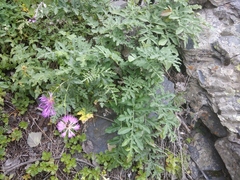 Psephellus daghestanicus