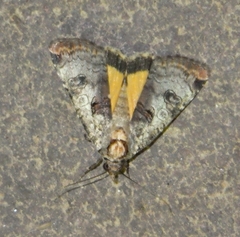 Epilecta linogrisea