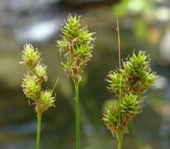 Carex subfusca