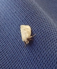 Acrolophus walsinghami
