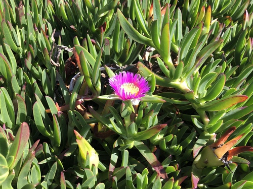 Carpobrotus aequilaterus, 2020-08-19