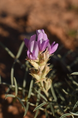 Astragalus flavus argillosus