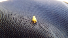 Acrolophus walsinghami