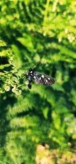 Amata ragazzii
